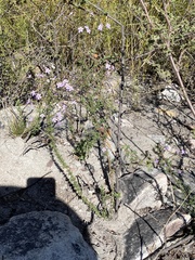 Chaenostoma decipiens