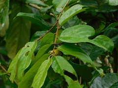 Cinnyris chloropygius