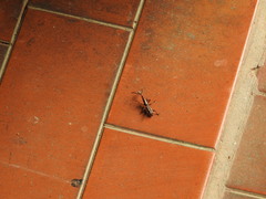 Brentinae