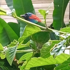 Tangara cyanocephala