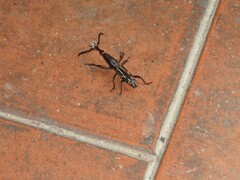 Brentinae