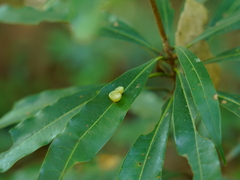 Litsea acuminata