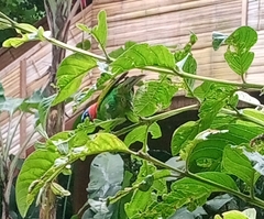 Tangara cyanocephala