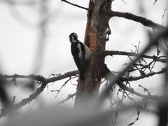 Dendrocopos major