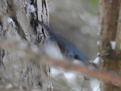 Sitta europaea
