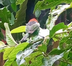 Tangara cyanocephala