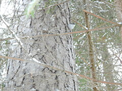 Sitta europaea