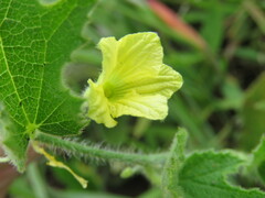 Cucumis hirsutus