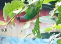 Tangara cyanocephala