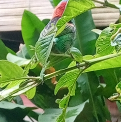 Tangara cyanocephala