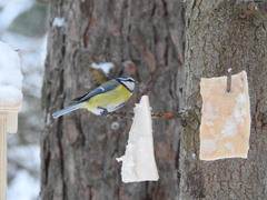 Cyanistes caeruleus