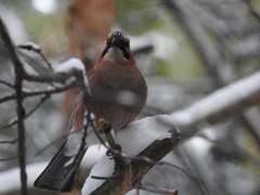 Garrulus glandarius