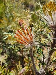 Banksia vestita