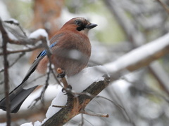 Garrulus glandarius