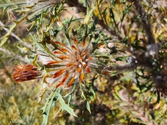 Banksia vestita