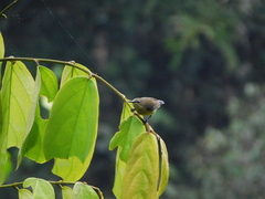 Cinnyris chloropygius