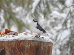 Sitta europaea