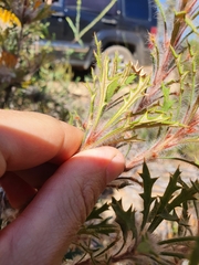 Banksia vestita