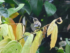 Cinnyris chloropygius