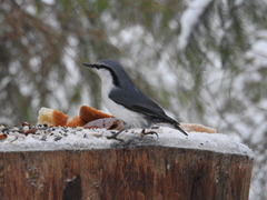 Sitta europaea