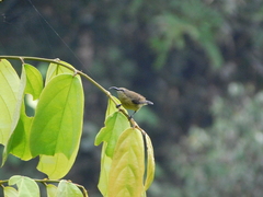 Cinnyris chloropygius