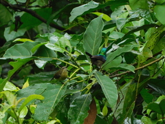 Cinnyris chloropygius