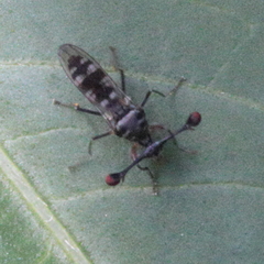 Diasemopsis