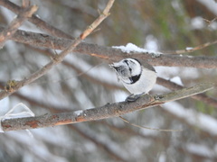 Lophophanes cristatus
