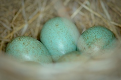Turdus merula