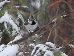 Lophophanes cristatus
