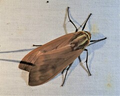 Phaegopterina