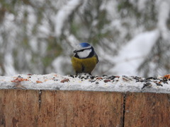 Cyanistes caeruleus