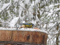 Cyanistes caeruleus