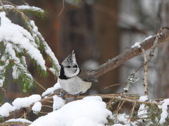 Lophophanes cristatus