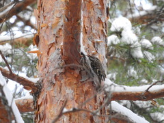 Certhia familiaris