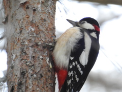 Dendrocopos major