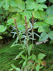 Omalotheca sylvatica