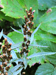 Omalotheca sylvatica