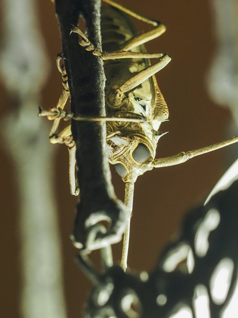 Batocera rufomaculata (Batocera rufomaculata)