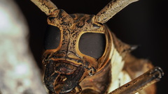 Batocera rufomaculata