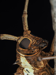 Batocera rufomaculata