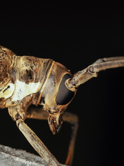 Batocera rufomaculata