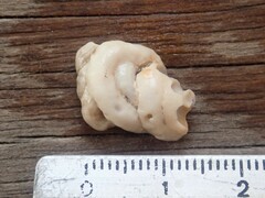 Vermetoidea