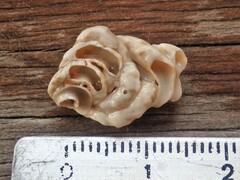 Vermetoidea