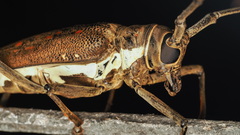 Batocera rufomaculata