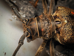 Batocera rufomaculata