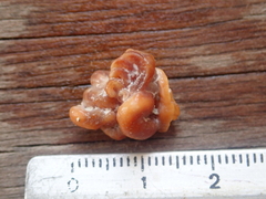 Vermetoidea