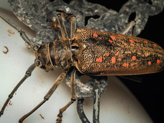 Batocera rufomaculata