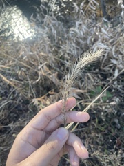 Elymus riparius