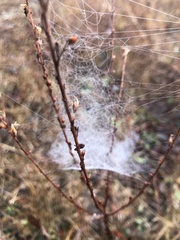 Frontinella pyramitela